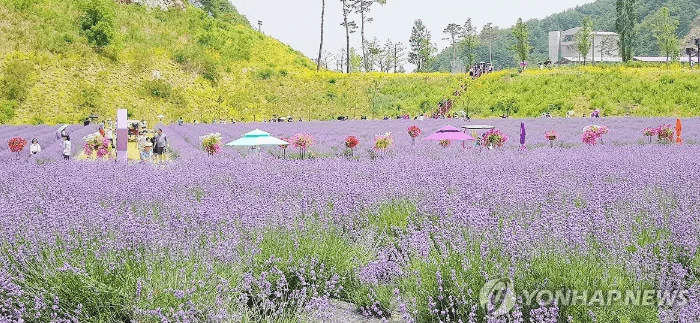 라벤더 1