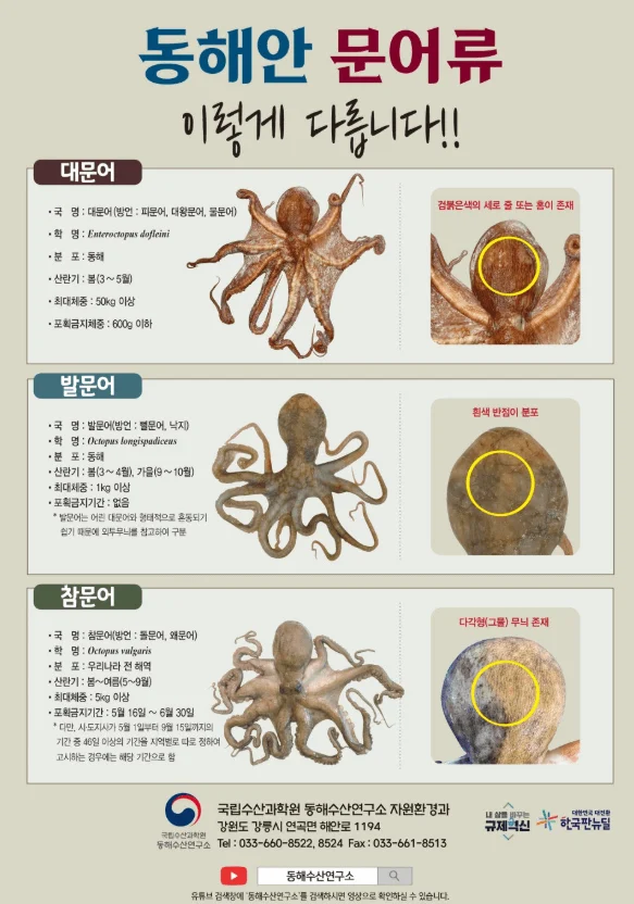 문어어 1