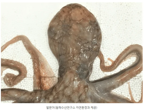 발문어 1